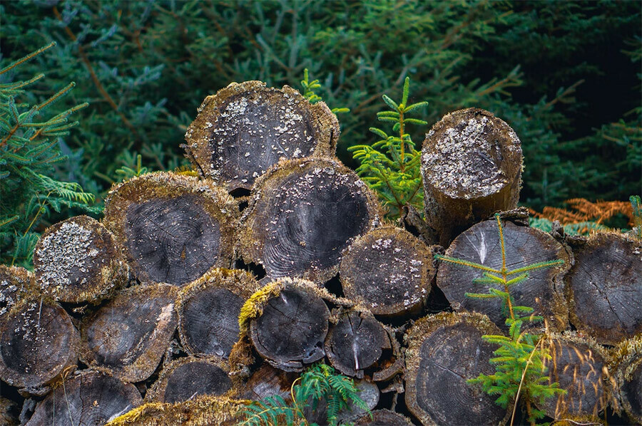 По фактам незаконных рубок деревьев в Амурской области возбуждены уголовные дела