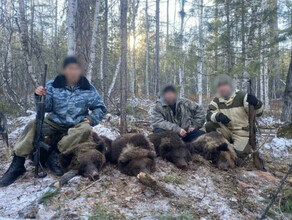 Браконьеры разорили берлогу и застрелили медведицу с медвежатами