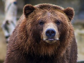 Медведь не только укусил ребенка но и ударил его в грудь уголовное дело по инциденту в амурском селе уходит в суд