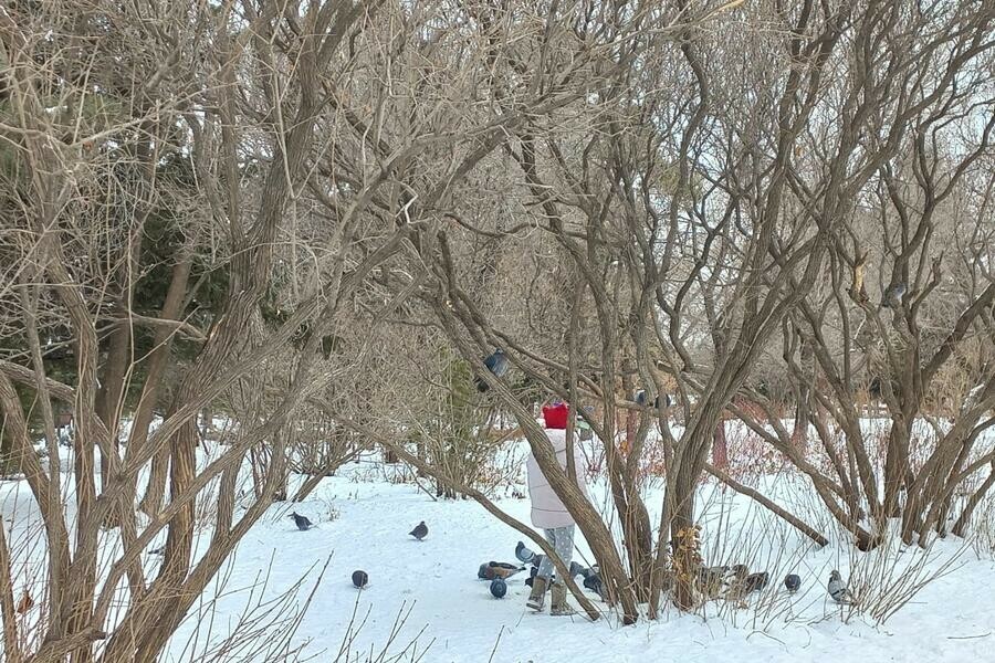 В начале недели в Приамурье заметно похолодает 