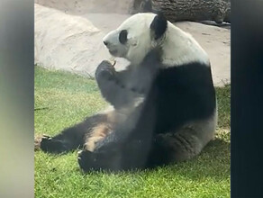 Перестало биться сердце панды  символа теплых отношений Тайваня и КНР