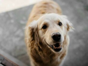 Штрафы за нарушение правил выгула собак и уроки добра для школьников могут появиться в Приамурье 