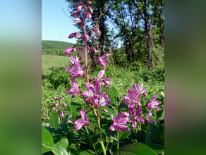 В Красной книге Приамурья появились новые виды растений 