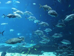 В Приморском океанариуме едва не погиб водолаз запутавшись в сетях