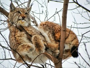 В Свободном рысь оказалась на дереве не по своей воле