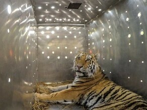 В Амурской области жестоко убили тигра