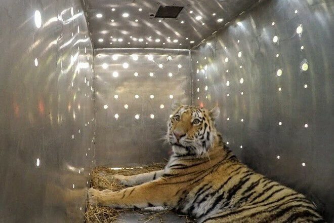 В Амурской области жестоко убили тигра