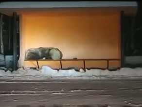 Медвежье семейство вместо берлоги спряталось от дальневосточной пурги на остановке видео