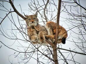 Стало известно куда делась рысь которая зашла в Свободный