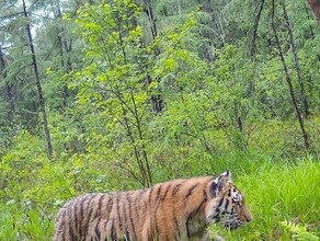 Подтвердилось В Амурской области жертвой браконьеров стал тигр Павлик