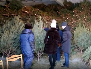 В Приамурье начали торговать новогодними деревьями и разрешили рубить самим видео