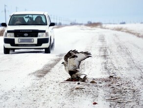 В Амурской области хищная птица перегородила трассу фазаньей трапезой