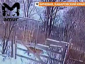 Тигр из тайги забрел в дальневосточное село Негостеприимные охотоведы его выгнали видео