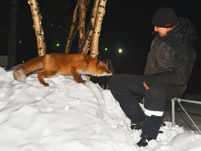 Общительный лис замечен на одной из бамовских станций фото