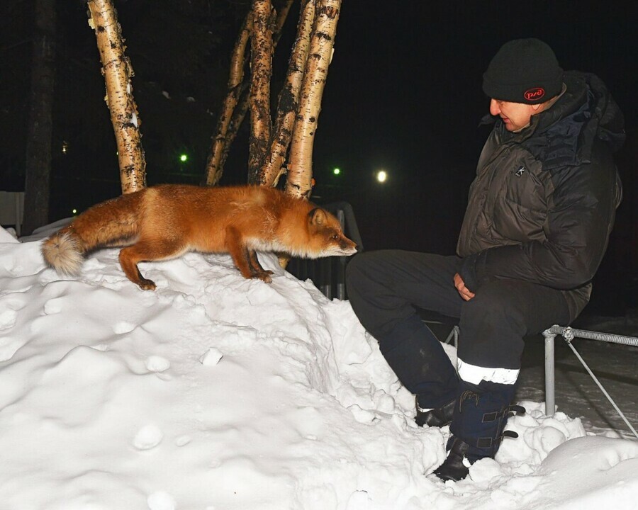 Общительный лис замечен на одной из бамовских станций фото