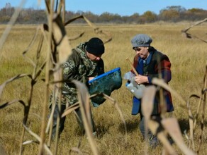 WWF в Приамурье в перьях птенцов аистов и журавлей обнаружены ртуть и мышьяк