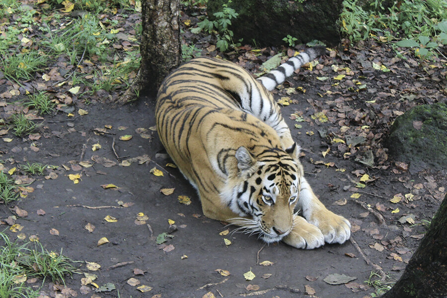 Минприроды обещает помочь найти виновных в убийстве тигра Павлика