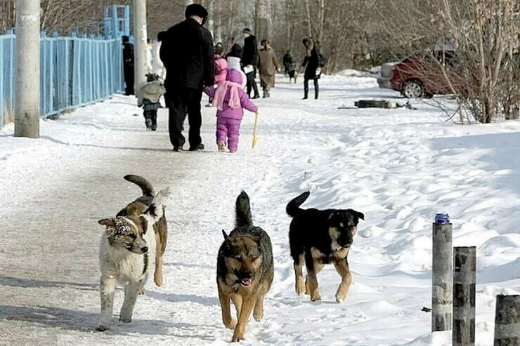 В Приамурье собаки вновь напали на ребенка