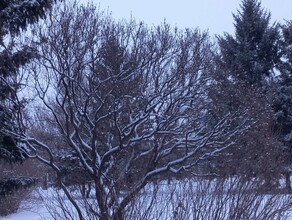 Ночью до 40 градусов прогноз погоды в Амурской области на 15 декабря