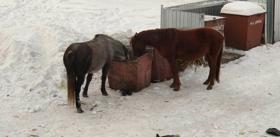 В Магдагачи лошади облюбовали мусорные баки фото