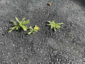 Сквозь асфальт проросла трава заведующая детсадом из Тынды обратилась за помощью в Амурское УФАС