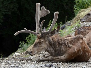 В Приамурье спасли кабаргу которая убегая от соболя провалилась в ручей