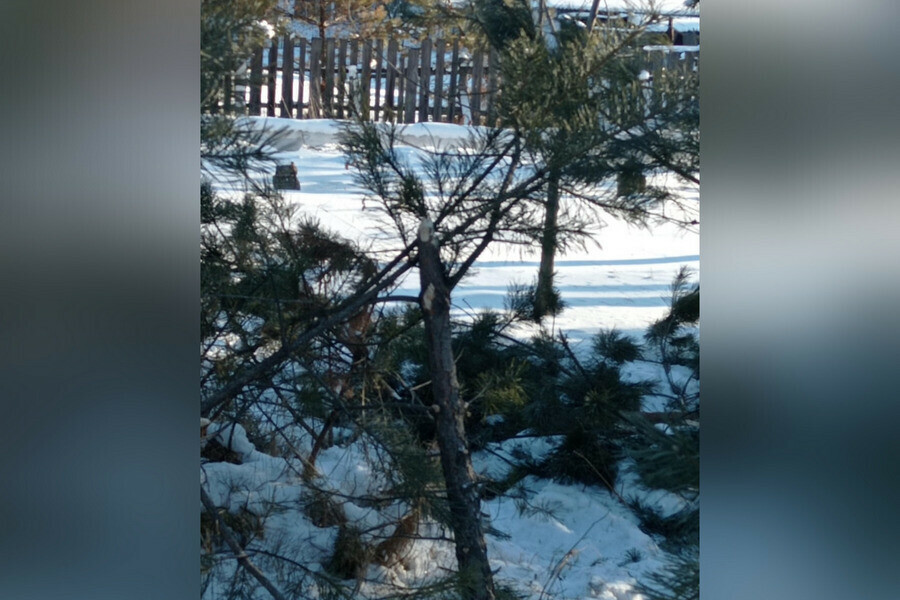 В Приамурье вандалы срубили ели у памятника героям фото 