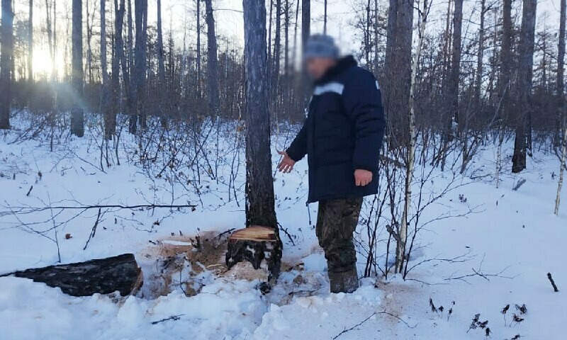 На севере Амурской области женщину раздавило деревом 