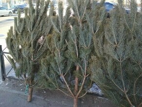 В мэрии Благовещенска сообщили адреса где можно купить елку к Новому году