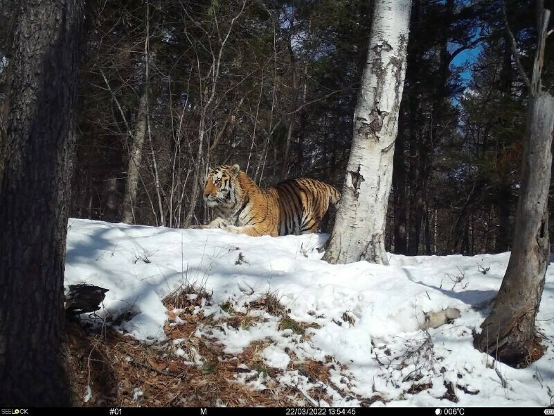 В Приамурье активно идут амурские тигры Почему