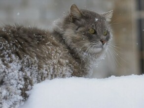 Ветер северный Амурские синоптики рассказали каким будет последнее воскресенье 2022 года