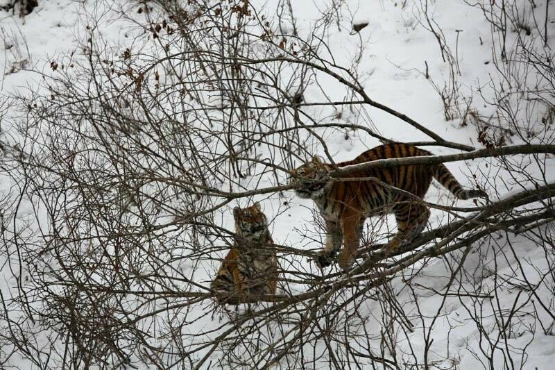 В Приморье хотят полностью запретить охоту 