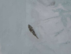 Вмерзших рыб заметили благовещенцы в ледовом лабиринте фото