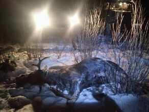 В Амурской области браконьерыблизнецы завалили лося