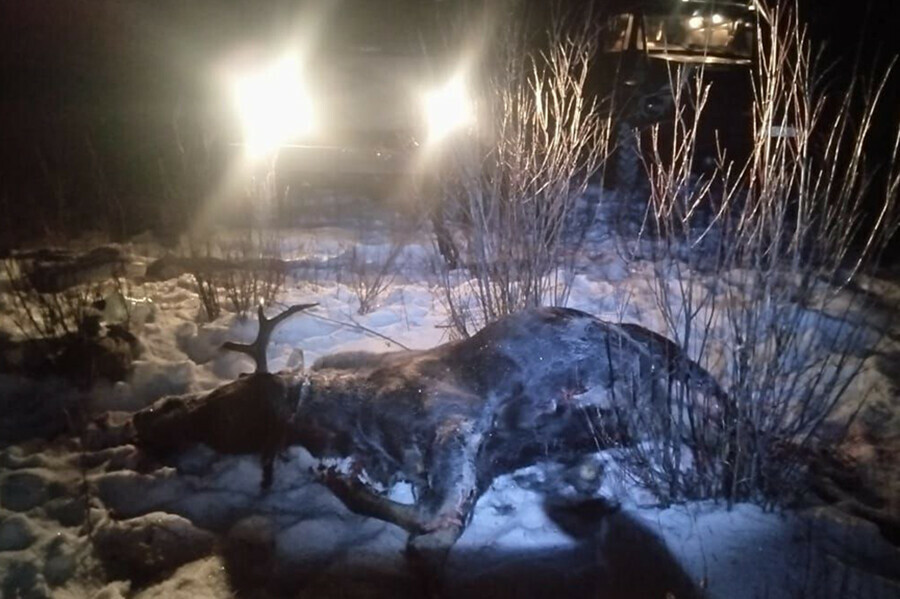 В Амурской области браконьерыблизнецы завалили лося