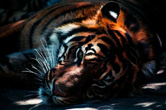 Губернатор Приамурья предположил что тигра Павлика можно было спасти
