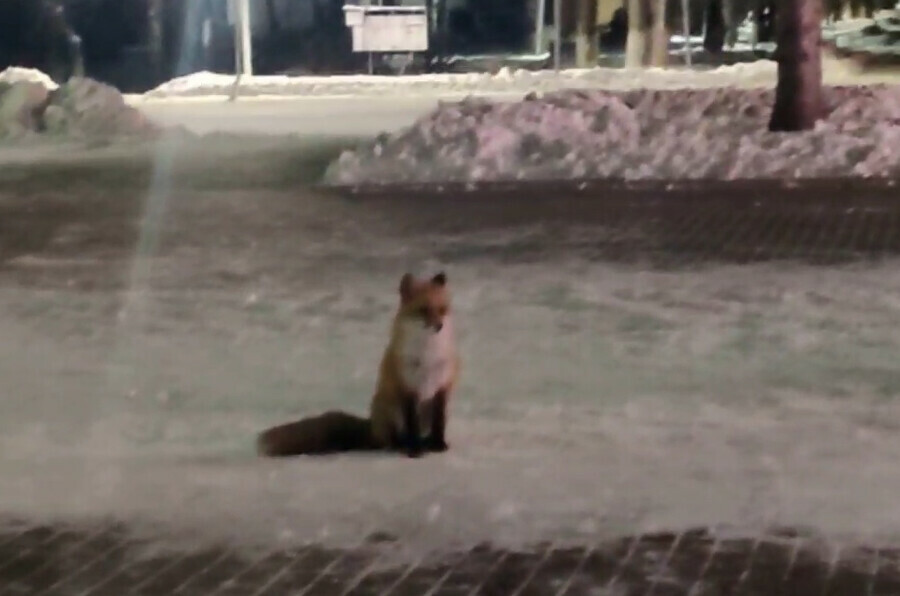 Настоящая лиса ходит в Циолковском на корпоративы видео