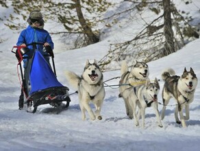 В Приамурье туристическая группа на собачьей упряжке отправилась по льду реки Зея