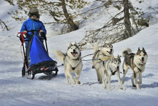 В Приамурье туристическая группа на собачьей упряжке отправилась по льду реки Зея