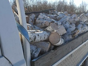 В Амурской области местных жителей поймали на заготовке березовых дров