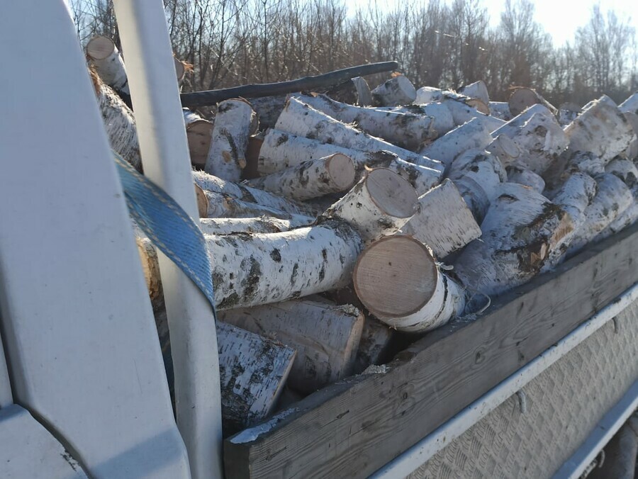 В Амурской области местных жителей поймали на заготовке березовых дров