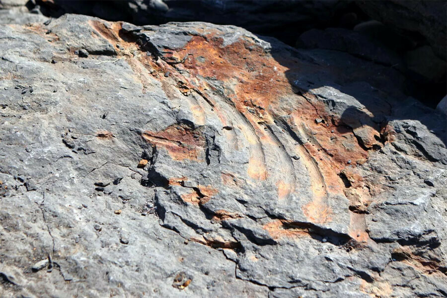 В Приморье готовятся изучать останки ихтиозавра возрастом 230 миллионов лет