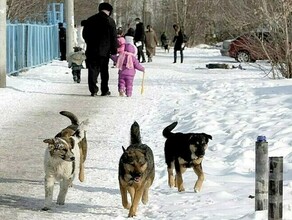 Стая бродячих собак напала на женщину с 5летней дочкой