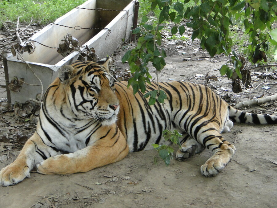 Подозреваемые в убийстве тигра Павлика заключены под стражу