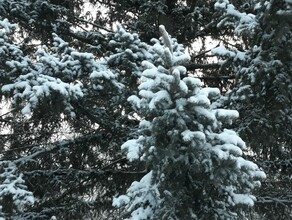 В Приамурье черные лесорубы вырубили к Новому году ели посаженные в начале века