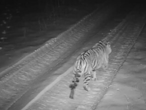 В Хабаровском крае тигр вновь зашел в деревню и совершил нападение