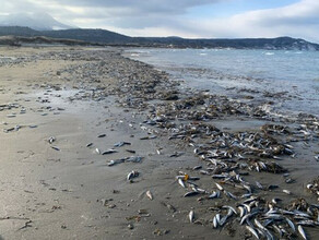 Термический шок тонны  мертвой рыбы усеяли берега бухты на Дальнем Востоке