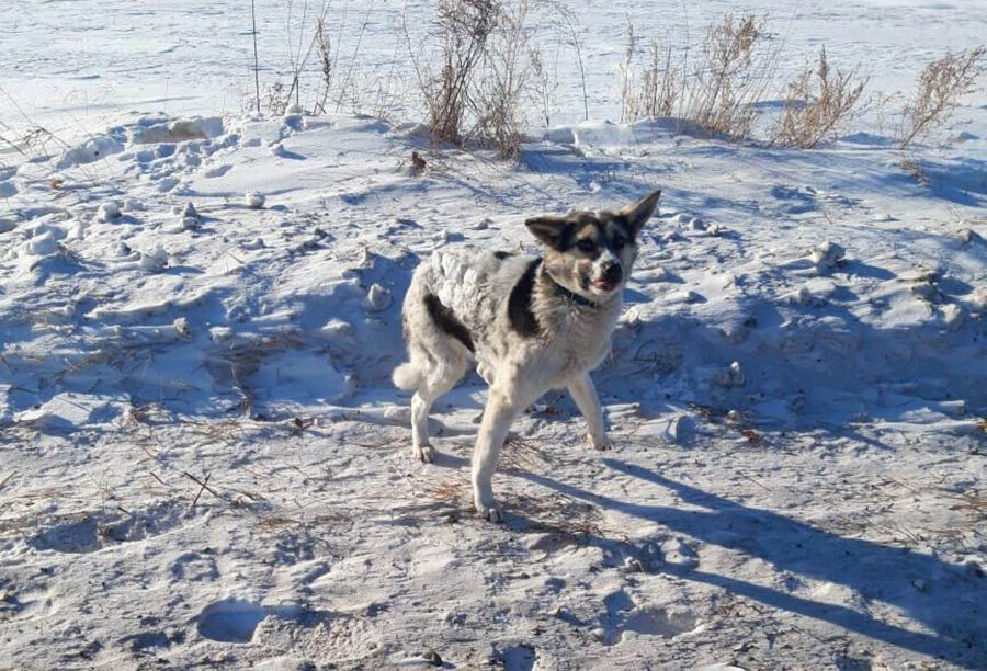  Поймать чтобы спасти чернобелый замерзающий пес две недели ждет хозяев в Приамурье