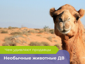 Кошка за 15 миллионов верблюд обезьянка и многие другие каких животных продают на Дальнем Востоке