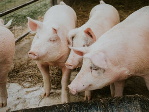 В Хабаровском крае обнаружена чума свиней В Приамурье усилены меры безопасности